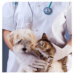 laboratoire-analyses-cabinet-veterinaire-deswijsen-veterinaire-Gembloux (1)