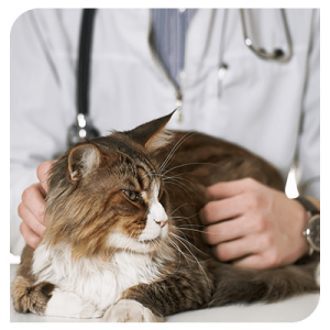 osteopathie-cabinet-veterinaire-deswijsen-veterinaire-Gembloux